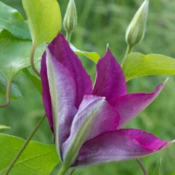 Clématite Picardy™ 'evipo024'/pot De 1,5l - Tuteur Bambou 30/60 Cm -Vert Jolie Soldes Boutique 63f4d7f9217e01.06139563