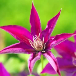 Clématite Picardy™ 'evipo024'/pot De 1,5l - Tuteur Bambou 30/60 Cm -Vert Jolie Soldes Boutique 63f4d7f92e8e69.76055906