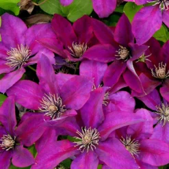 Clématite Picardy™ 'evipo024'/pot De 1,5l - Tuteur Bambou 30/60 Cm -Vert Jolie Soldes Boutique 63f4d7f9319c40.46305442