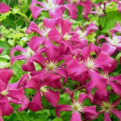 Clématite Viticella Mme Julia Correvon/pot De 13,6l - 150/200