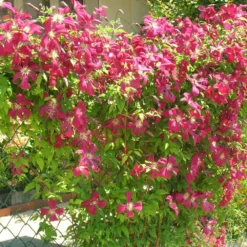 Clématite Viticella Mme Julia Correvon/pot De 13,6l - 150/200 -Vert Jolie Soldes Boutique 63f4d814dd7407.42953702