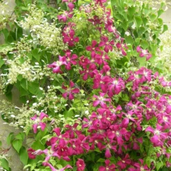 Clématite Viticella Mme Julia Correvon/pot De 13,6l - 150/200 -Vert Jolie Soldes Boutique 63f4d814e49f27.22983527