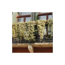 Lierre Des Bois Helix Elegantissima/godet - 5/20 Cm -Vert Jolie Soldes Boutique 63f4d81c4a1705.09285112