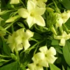 Jasmin Blanc Officinalis Clotted Cream® 'devon Cream'/pot De 1,5l - Tuteur Bambou 30/60 Cm -Vert Jolie Soldes Boutique 63f4d8212e94b7.65240401