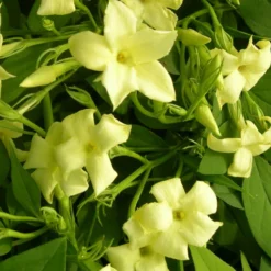 Jasmin Blanc Officinalis Clotted Cream® 'devon Cream'/pot De 1,5l - Tuteur Bambou 30/60 Cm
