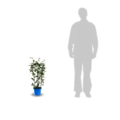 Passiflore Caerulea/pot De 10l - 300/400 Cm Sur Ficelle -Vert Jolie Soldes Boutique 63f4d8428ee9c3.04767202