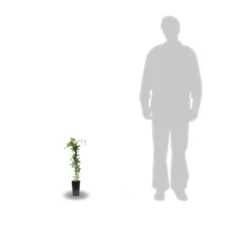 Passiflore Caerulea/pot De 10l - 300/400 Cm Sur Ficelle -Vert Jolie Soldes Boutique 63f4d8429225e8.87129398