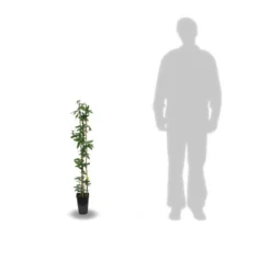 Passiflore Caerulea/pot De 10l - 300/400 Cm Sur Ficelle -Vert Jolie Soldes Boutique 63f4d84294e929.38377093