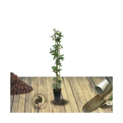 Passiflore Caerulea/pot De 10l - 300/400 Cm Sur Ficelle -Vert Jolie Soldes Boutique 63f4d8429776c6.55492648