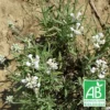 Lavande Angustifolia Alba Bio/lot De 5 Godets -Vert Jolie Soldes Boutique 63f4ef7b2b0245.55391934