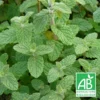 Menthe De Gattefossé Bio/lot De 5 Godets -Vert Jolie Soldes Boutique 63f4ef7eb3c519.55701601