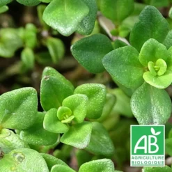 Thym Citron Bio/lot De 9 Godets