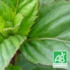 Menthe Basilic Bio/lot De 9 Godets -Vert Jolie Soldes Boutique 63f4ef9c434702.63859728