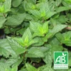 Menthe Poivrée Bio/lot De 3 Godets -Vert Jolie Soldes Boutique 63f4efa491cfb3.04040490