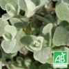 Immortelle Blanche Bio/lot De 5 Godets -Vert Jolie Soldes Boutique 63f4efa73f9a52.28092365