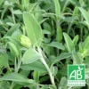 Sauge Fruticosa Bio/lot De 9 Godets -Vert Jolie Soldes Boutique 63f4efa9ccaf09.74854011