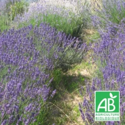 Lavandin Grosso Bio/lot De 5 Godets