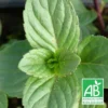 Menthe à Tiges Rouges Bio/lot De 5 Godets -Vert Jolie Soldes Boutique 63f4f01ea43b59.93042359