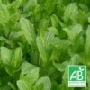 Menthe Du Canada Bio/lot De 9 Godets -Vert Jolie Soldes Boutique 63f4f03ac66046.20535509