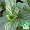 Menthe Agnes Bio/lot De 9 Godets -Vert Jolie Soldes Boutique 63f4f058223224.66818470