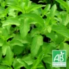 Menthe Citron Bio/lot De 9 Godets -Vert Jolie Soldes Boutique 63f4f063c93ad8.75975214