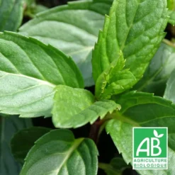 Menthe Poivrée Officinale Bio/lot De 9 Godets