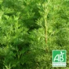 Aurone Abrotanum Bio/lot De 9 Godets -Vert Jolie Soldes Boutique 63f4f1e30f46f3.84455662
