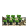 Thym Précoce Praecox Albiflorus/lot De 9 Godets -Vert Jolie Soldes Boutique 63f4f1eb6f0520.18763367