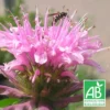 Monarde Croftway Pink Bio/lot De 5 Godets -Vert Jolie Soldes Boutique 63f4f1f7d19d23.14696158