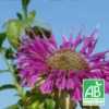 Monarde Scorpion Bio/lot De 9 Godets -Vert Jolie Soldes Boutique 63f4f20d1f2a00.65450904