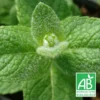 Menthe Pomme Bio/lot De 9 Godets -Vert Jolie Soldes Boutique 63f4f240f28db0.21662499