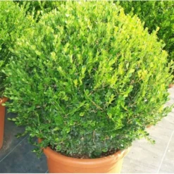 Buxus Microphylla 'faulkner' (buis Commun ) - Taille Pot De 7 Litres ? 80/100 Cm
