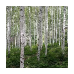 Bouleau Utilis Doorenbos/pot De 10l - 175/200 Cm -Vert Jolie Soldes Boutique 63fdf44b2f8ad8.14824164