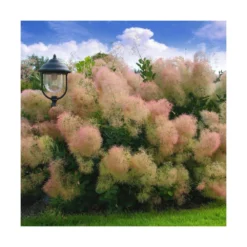 Arbre à Perruque Coggygria Young Lady/pot De 4l - 60/120 Cm -Vert Jolie Soldes Boutique 63fdf44cdb46d9.81468895