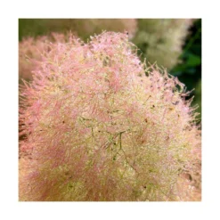 Arbre à Perruque Coggygria Young Lady/pot De 4l - 60/120 Cm -Vert Jolie Soldes Boutique 63fdf44cdfcca8.08856198