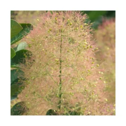 Arbre à Perruque Coggygria Young Lady/pot De 4l - 60/120 Cm -Vert Jolie Soldes Boutique 63fdf44ce79c90.42812212