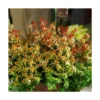 Abélie à Grandes Fleurs Kaleidoscope®/pot De 4l - 40/60 Cm -Vert Jolie Soldes Boutique 63fdf45356c787.47251377