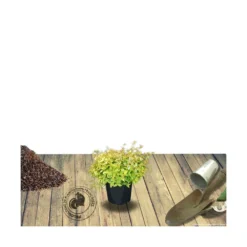 Abélie à Grandes Fleurs Kaleidoscope®/pot De 4l - 40/60 Cm -Vert Jolie Soldes Boutique 63fdf45371a337.71584706