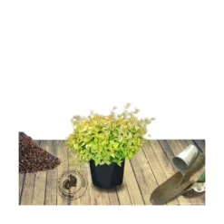 Abélie à Grandes Fleurs Kaleidoscope®/pot De 4l - 40/60 Cm -Vert Jolie Soldes Boutique 63fdf45374d855.11333165