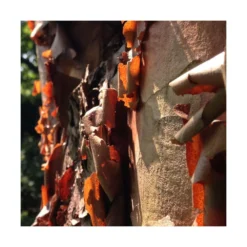 Érable à écorce De Papier/pot De 18 L - 125/150 -Vert Jolie Soldes Boutique 63fdf45554a968.08394350