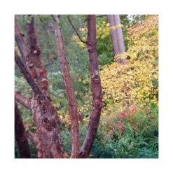 Érable à écorce De Papier/pot De 18 L - 125/150 -Vert Jolie Soldes Boutique 63fdf45558a5f0.65604697