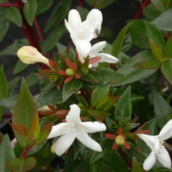 Abélie à Grandes Fleurs Sherwood/pot De 4l - 40/60 Cm -Vert Jolie Soldes Boutique 63fdf479539733.36516078