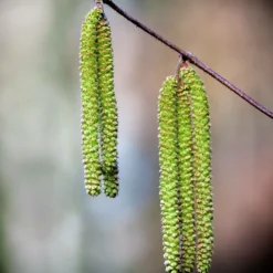 Bouleau Utilis/pot De 10l - 175/200 Cm -Vert Jolie Soldes Boutique 63fdf484017194.22140049