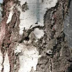 Bouleau Utilis/pot De 10l - 175/200 Cm -Vert Jolie Soldes Boutique 63fdf48416b7f7.95793162