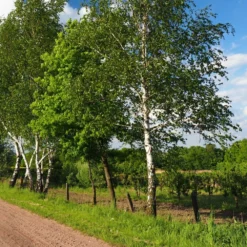 Bouleau Utilis/pot De 10l - 175/200 Cm -Vert Jolie Soldes Boutique 63fdf4841d7761.55433812