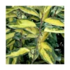 Elaeagnus X Ebbingei Viveleg®/pot De 7,5l - 80/100 Cm -Vert Jolie Soldes Boutique 6400986714aef0.29725142