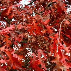 Chêne Rouge D'amérique/pot De 5l - 80/100 Cm
