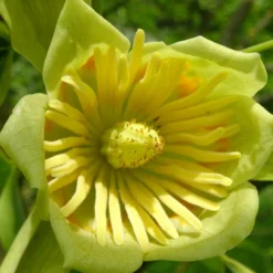 Tulipier De Virginie Tulipifera/pot De 12l - 150/175 Cm -Vert Jolie Soldes Boutique 64009876add0b3.87943697