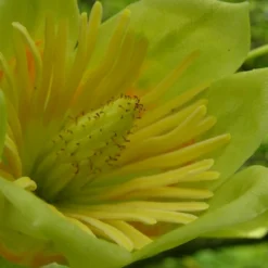 Tulipier De Virginie Tulipifera/pot De 12l - 150/175 Cm -Vert Jolie Soldes Boutique 64009876bc4700.67984321