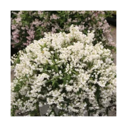 Deutzie X Hybrida Yuki Snowflake® 'ncdx1'/pot De 3l - 20/40 Cm -Vert Jolie Soldes Boutique 64009879e482b6.14119373